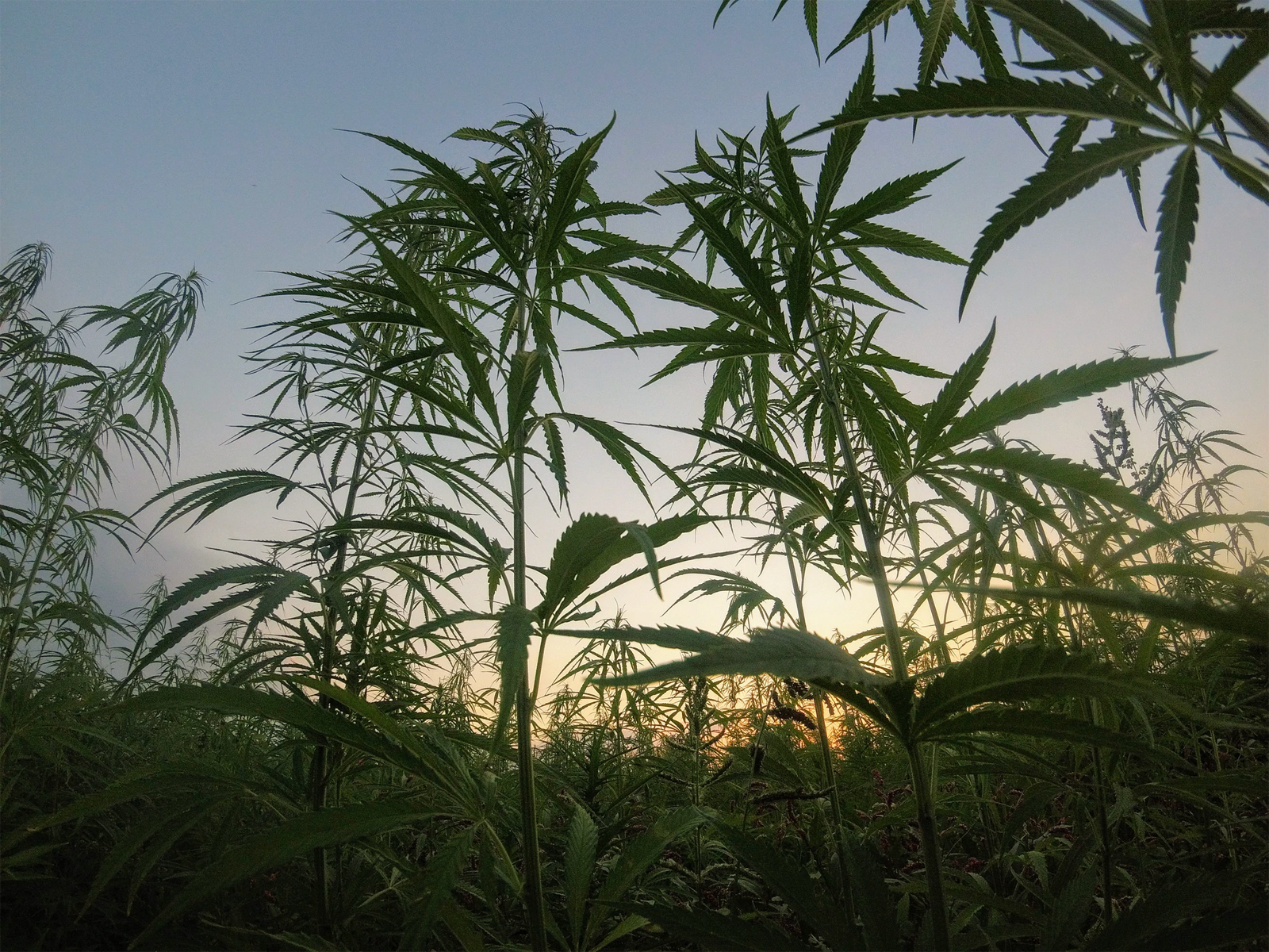 How Hemp Can Save the Planet